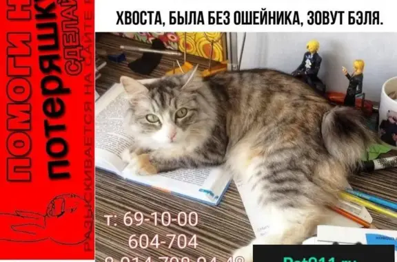 Пропала кошка БЭЛЯ на Ленинской, Находка