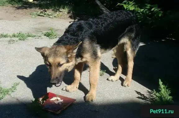 Найдена собака в Федоровке, Тольятти
