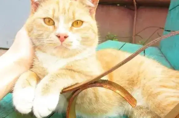 Найден кот Апельсин в Твери, ищет дом