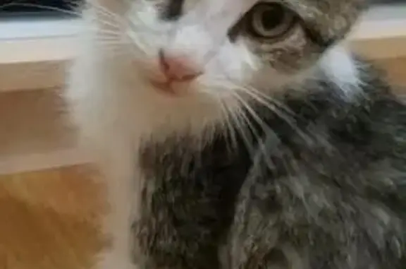 Найдена кошка Марк в Оренбурге ищет дом
