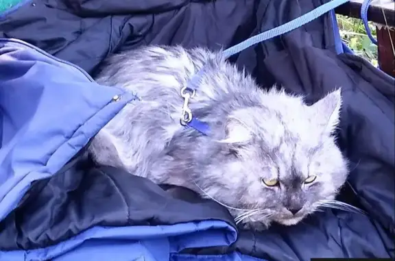 Кошки потеряшки, Приупский, фото: Потеряшка кот Степа в деревне Шондрово, Тульская область