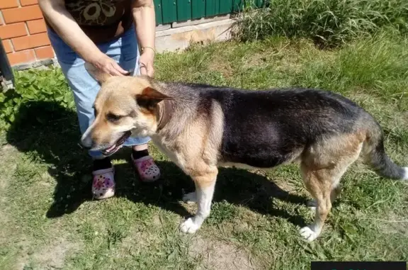 Найдена беременная собака в Солнечногорске