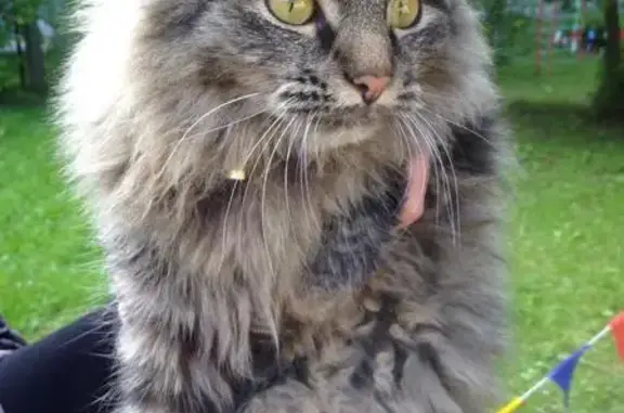 Найден пушистый кот в красном ошейнике в Рыбинске