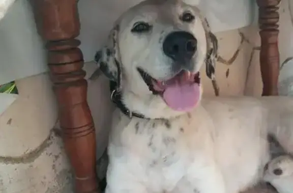 Найден пёс Белый ищет семью в Сочи