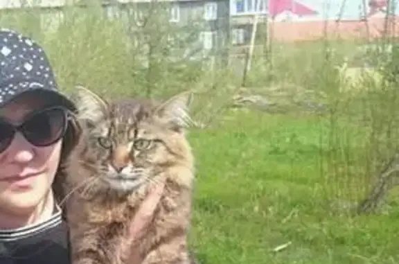 Найден кот на ул. Ленинградской 37 в Омске