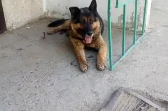 Собака найдена в Иркутске, район школы 40