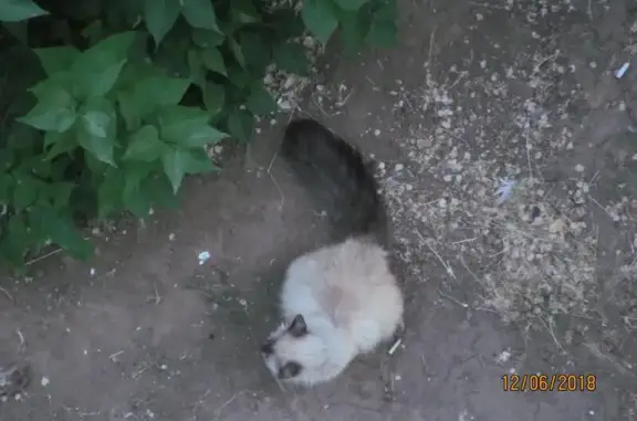 Найден пушистый кот в Красноармейском районе, Волгоград
