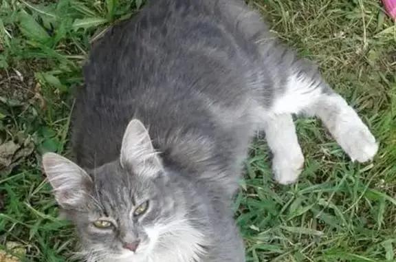 Ласковая кошка найдена в деревне Рыжиково