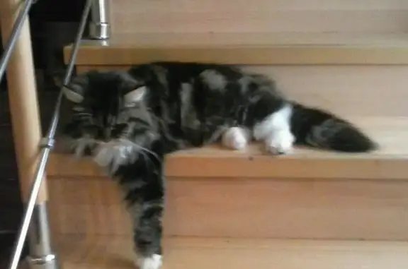 Пропала сибирская кошка на гидрострое, Краснодар.