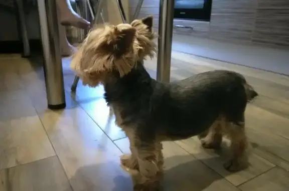 Найдена приученная собака без чипа в Калининском районе СПб