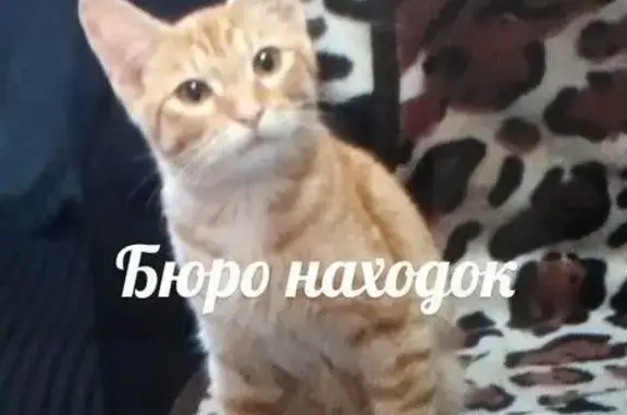 Найден котенок в деревне Юрос, ищем хозяев!