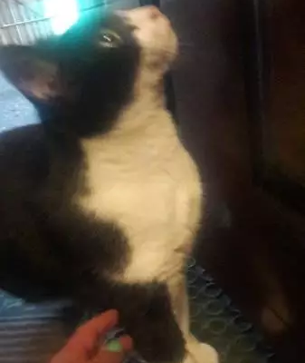 Найдена кошка в Мурманске