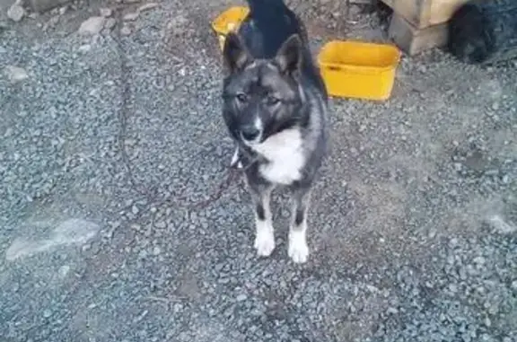 Собаки потеряшки, Алдан, фото: Потеряшка собака в Алдане, Кедровый переулок 6