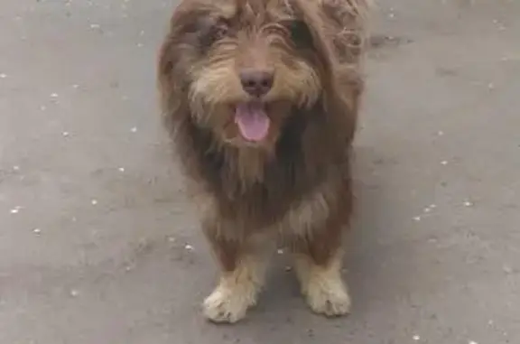 Найдена лохматая коричневая собака: ищем хозяев. (39 символов)