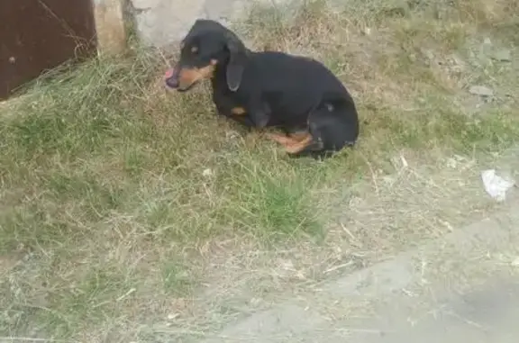 Найдена собака без ошейника в Коврове.