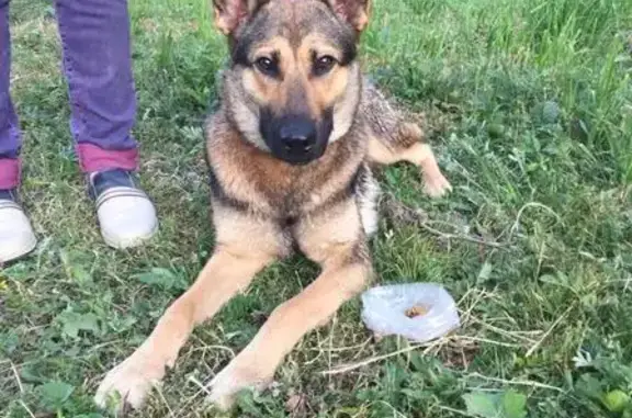 Найдена собака в Братеево, Москва