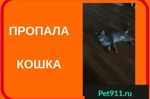 Пропала кошка в Астрахани на бульваре Победы/ул. Чехова!
