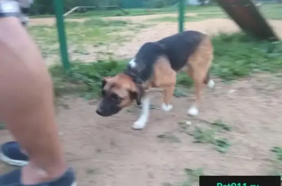 Пропала собака в Курьяново, Юго-Восточный район Москвы