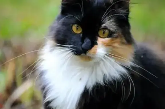 Кошки потеряшки, Новосиверская, фото: Потеряшка стерилизованная трехцветная кошка в Новосиверской, Ленобласть