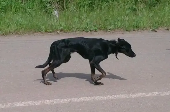 Пропала породистая собака возле озера Курочкино в Челябинске