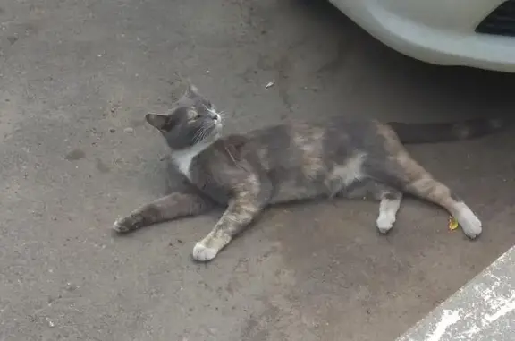 Найдена кошка в Красногорске на Оптическом проезде