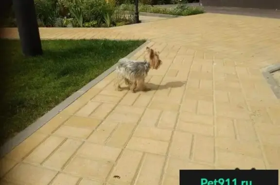 Пропала собака в Воронеже на набережной.