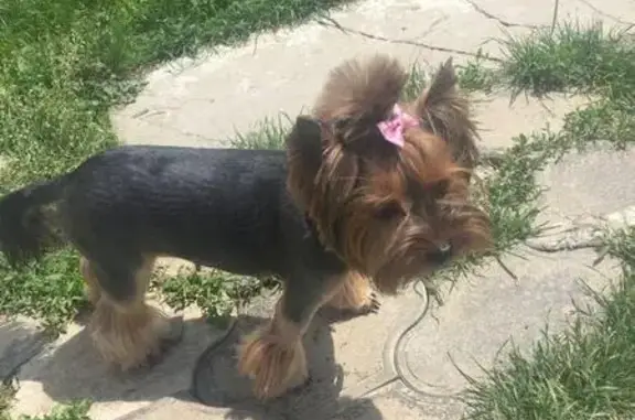 Пропала собака с золотистым бантиком в Невинномысске
