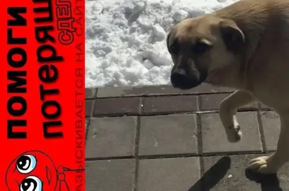 Пропала собака у метро Речной вокзал, помогите найти!