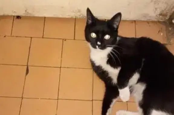Пропала черно-белая кошка на проспекте Мира, 97.