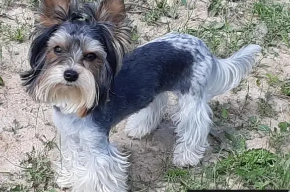 Пропала собака породы Бивер Йорк в Ступинском районе