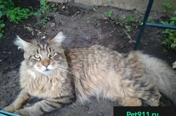 Пропала кошка в поселке Юрьевец, нужна помощь!