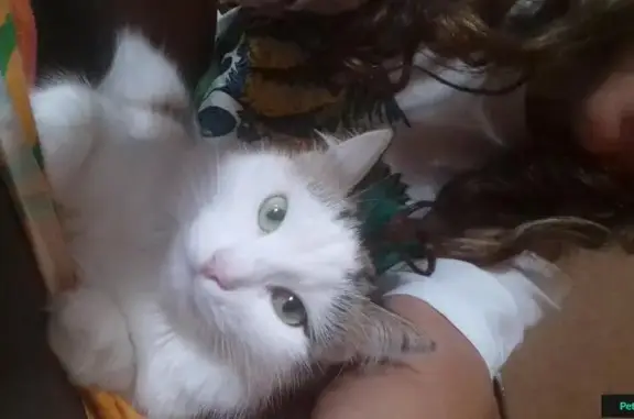 Кошки потеряшки, Шарыповский район, фото: Потеряшка кошка на озере Круглом, Красноярский край