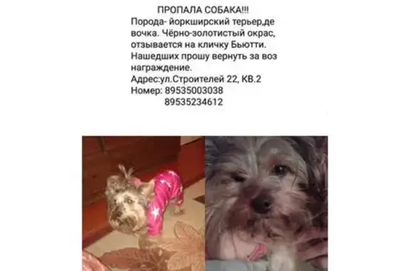 Пропала собака йоркширский терьер в Вологодской области