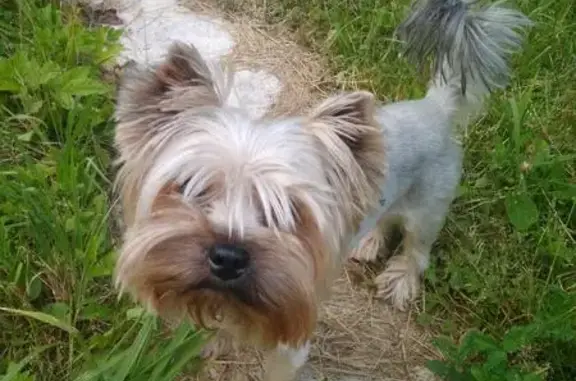 Пропала собака Тоша на ул. Твардовского, Балашиха