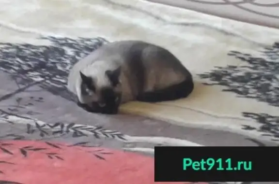 Пропала кошка в Севастополе, ул. Комбрига Потапова 29А