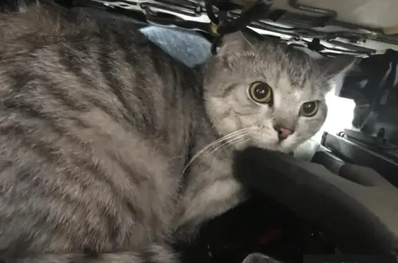 Найдена кошка на пр. Комсомольский, г. Томск