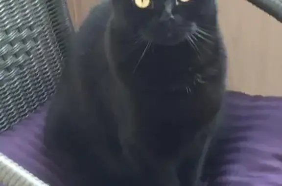 Кошки потеряшки, Следневское, фото: Потеряшка кот Кокос в СНТ Изумруд, Владимирская область