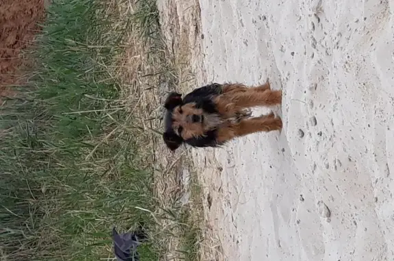 Собака ждет хозяина на пляже СНТ Березка, Волгоград