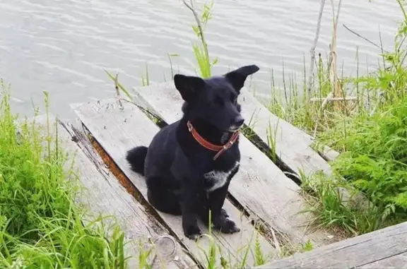 Пропала собака Кира в с. Рогачево, Московская область