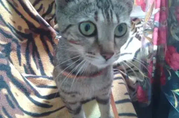 Найдена молодая бенгальская кошка в Химках