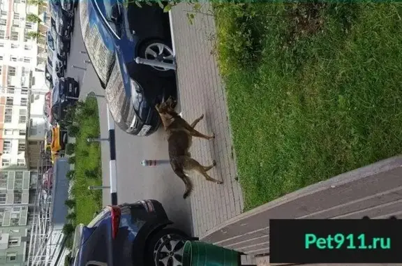 Найден рыжий пес в Реутове