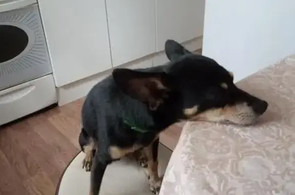Найдена собака той-терьер в Омске