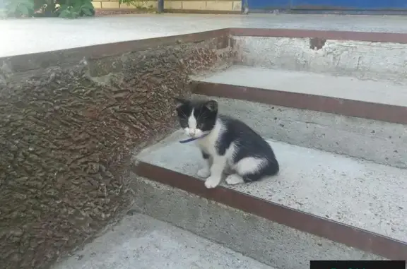 Найден котенок с ошейником на ул. Ленина 62