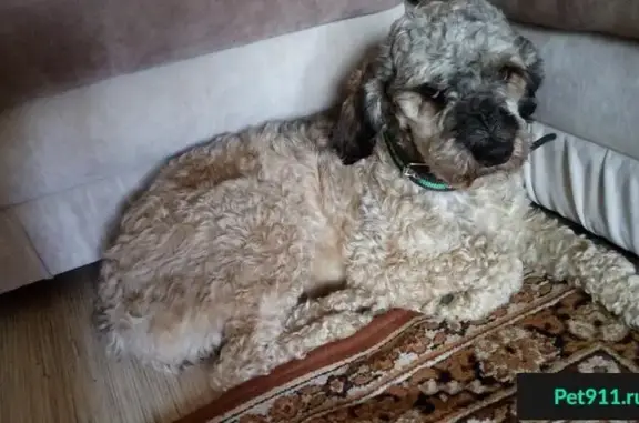 Найдена молодая собака в Бугульме без ошейника