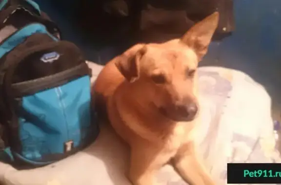 Пропала рыжая собака возрастом 2 года в районе парка Перово, Москва