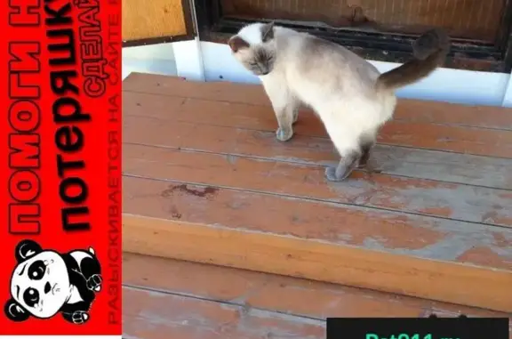 Пропала кошка Даша в СНТ Беляево, Чеховский район