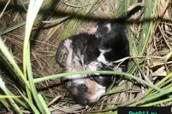 Найдены новорожденные котята на Белоозёрской