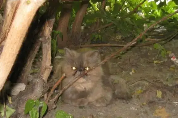 Найдена кошка на ул.Перекопская (Ленинский р-н)