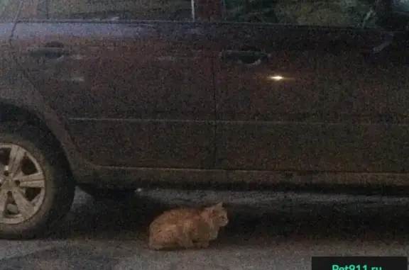 Найдена рыжая кошка на площади Лепсе