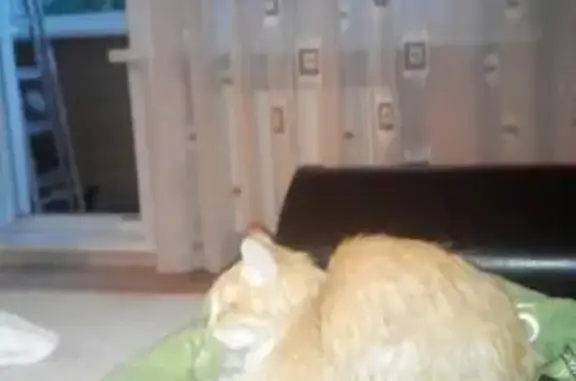 Найден рыжий кот в Ангарске, нуждается в лечении